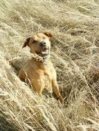 Beautiful smiling dog in the grass