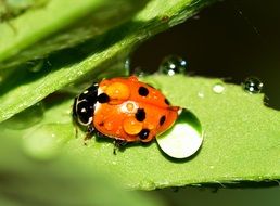 Ladybug Insects on green leaf