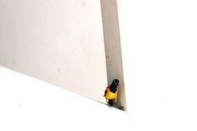 yellow bird on the white wall