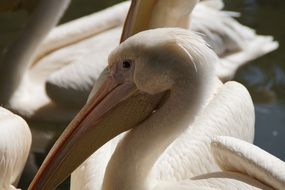 portrait of a white pelican