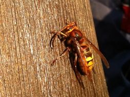 Toxic Hornet Insect