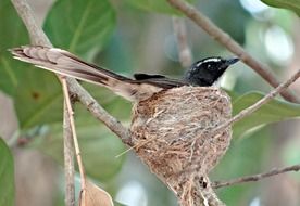 nesting flycatcher