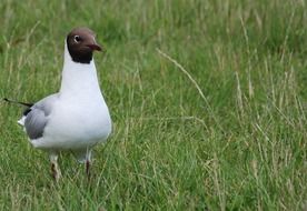 bird on green grass close-up