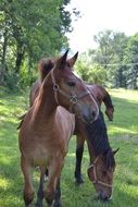 stunningly beautiful Horse portrait