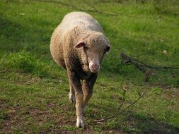 Sheep is walking on the green pasture