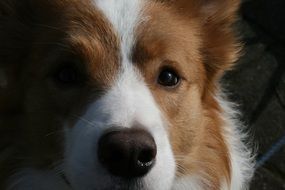 Portrait of the beautiful brown and white Border Collie