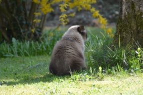 British Shorthair cat near tree