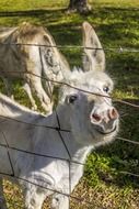 young donkey looking through barbed wire fence