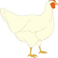 Hen drawing