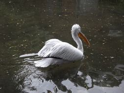 dalmatian pelican in a cold pond