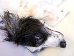 muzzle of a spotty dog close-up