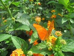 Orange Butterfly on yellow Flower