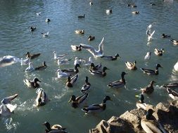 wild ducks and seagulls splashing in the water