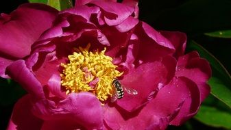Honey Red Peony