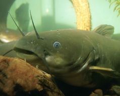 Natalis Ameiurus