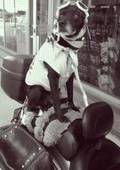 Black White Picture of Dog on Motorcycle