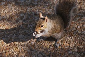 beautiful and cute brown Squirrel