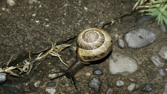 Snail Earth