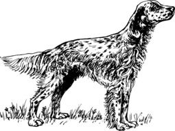 black and white graphic image of a cute setter dog in detail