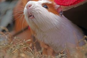 spotted guinea pig on hay