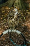 bird of prey in the wild forest