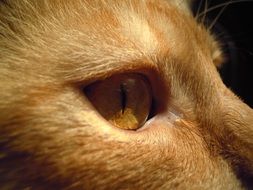 ginger cat with bright yellow eyes close up