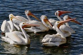 flock of American White Pelicans on water