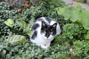 Beautiful black and white cat in the green bushes