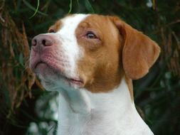 portrait of a white red dog
