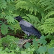 crow in green bushes