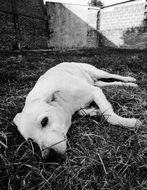 sad white dog is lying on the grass