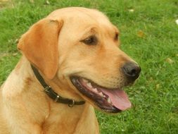 sweet good face labrador