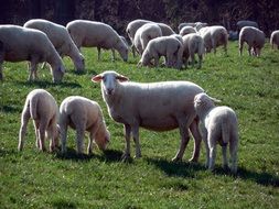 sheep with lambs on green grass