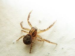 brown spider on a white surface