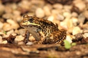 speckled frog