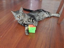 tabby cat is playing with a cube