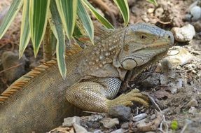 nesting iguana