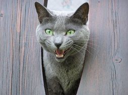 Cat Pussy