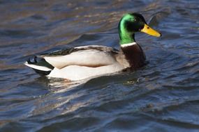 swimming make mallard