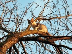 Cat is climbing on a Tree