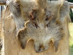 Boar Fur