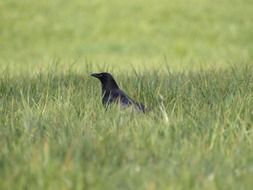 black raven on a green meadow