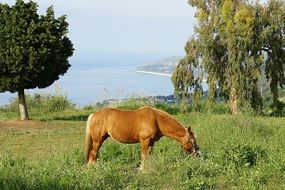 farm horse on the meadow
