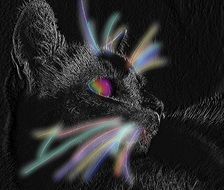 Cat drawing