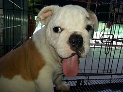 Puppy with long Tounge