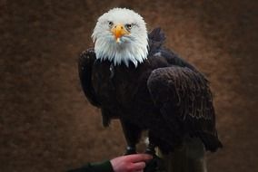 White Tailed Eagle portrait