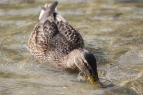 gray duck on the water close up