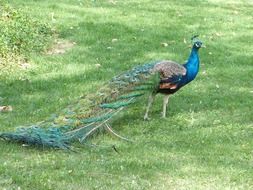Peacock on the grass