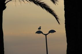 seagull on a lantern on the beach at sunset