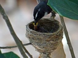 Photo of feeding rhipidura albicollis chicks in India